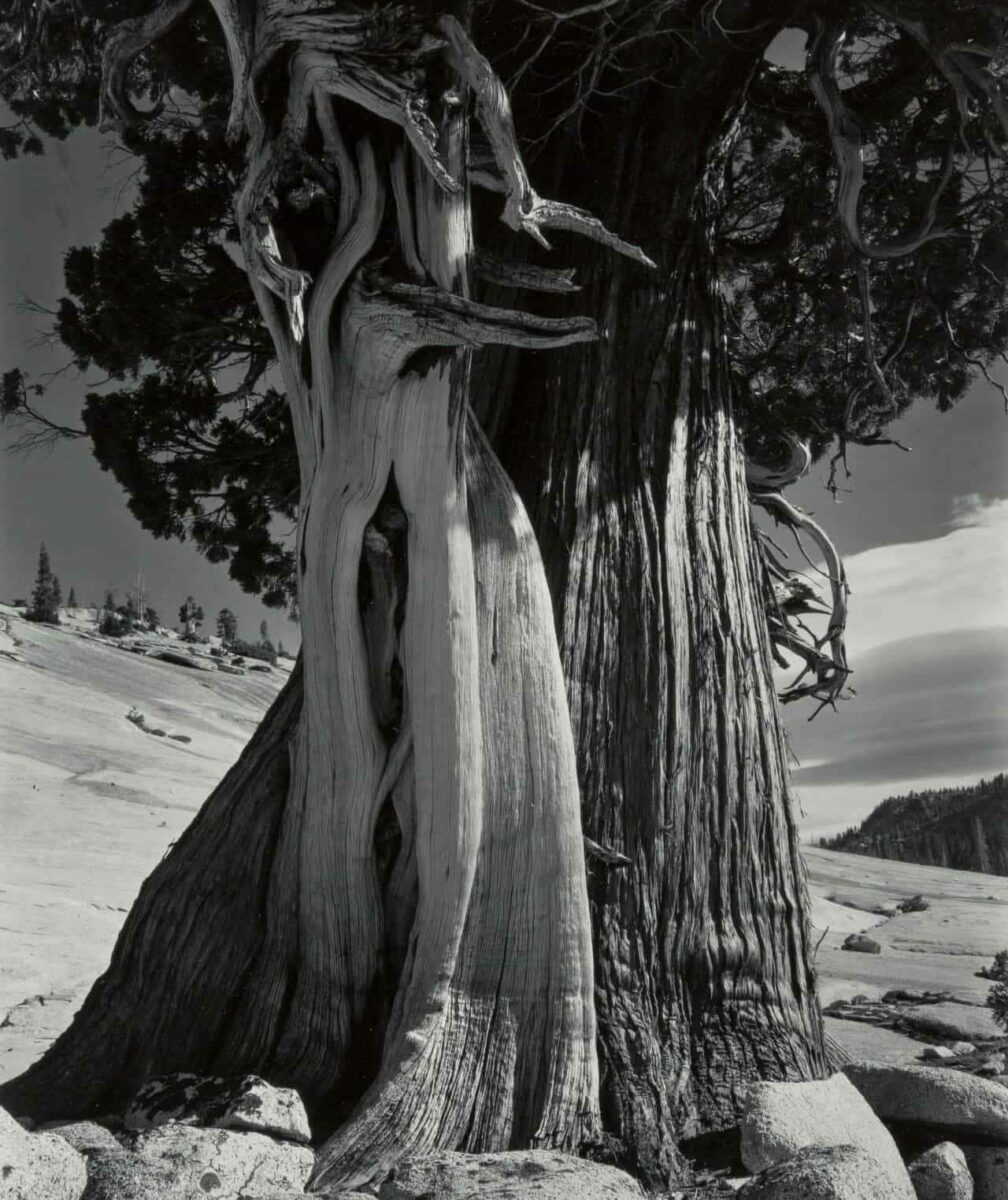 Можжевельник у озера Теная. Эдвард Уэстон, 1937 год