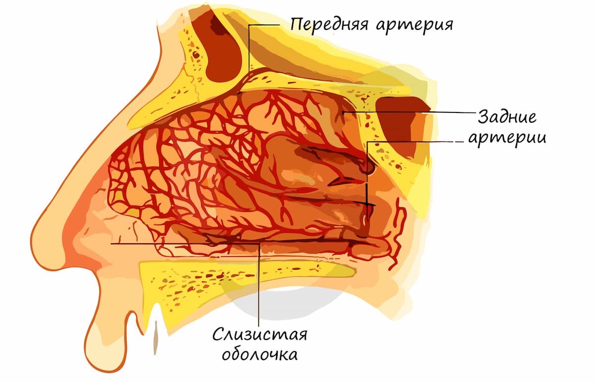 Схема слизистой оболочки носа с кровеносными сосудами