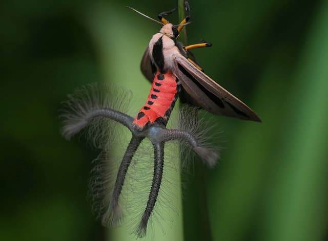 Арктиновая моль креатонотос с волосатыми щупальцами корематами