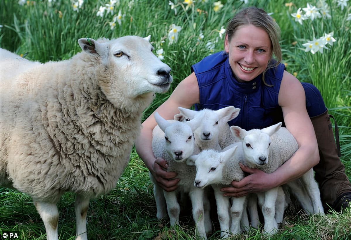 Овечка Долли кормит своих ягнят, рожденных естественным путем