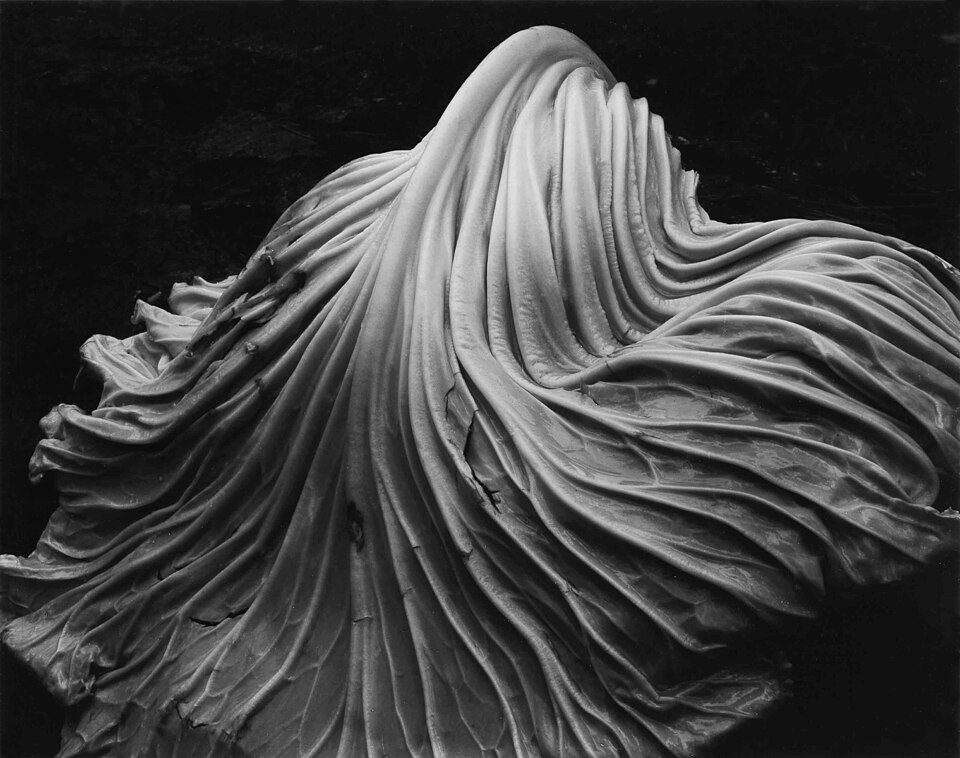 Лист капусты. Эдвард Уэстон, 1931 год