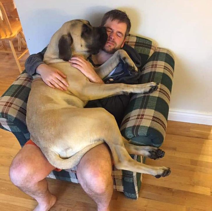 Мужчина спит в кресле, а огромный мастиф лежит на нём сверху