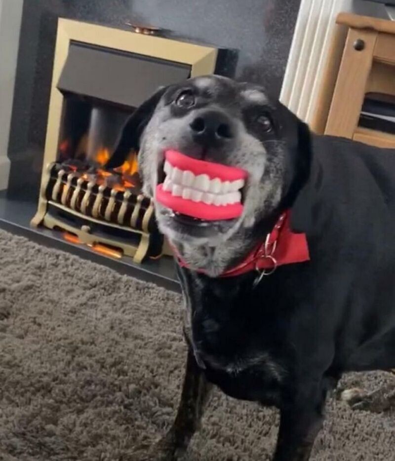 Чёрный пёс в красной кофте с огромными фейковыми зубами на морде