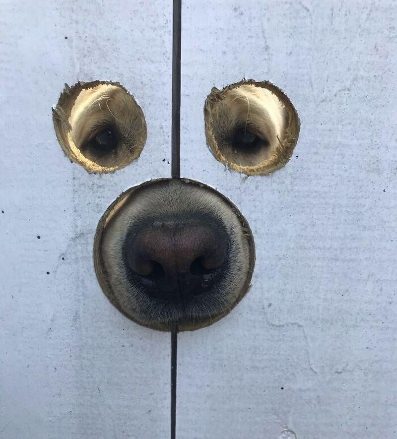 Пёс смотрит сквозь забор, в котором три отверстия &mdash; для глаз и носа