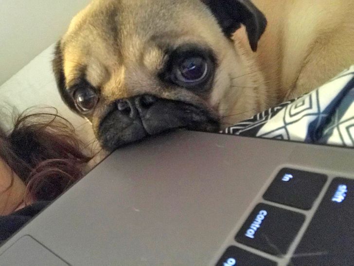 Мопс держит зубками край макбука и смотрит в камеру с уморительным выражением морды