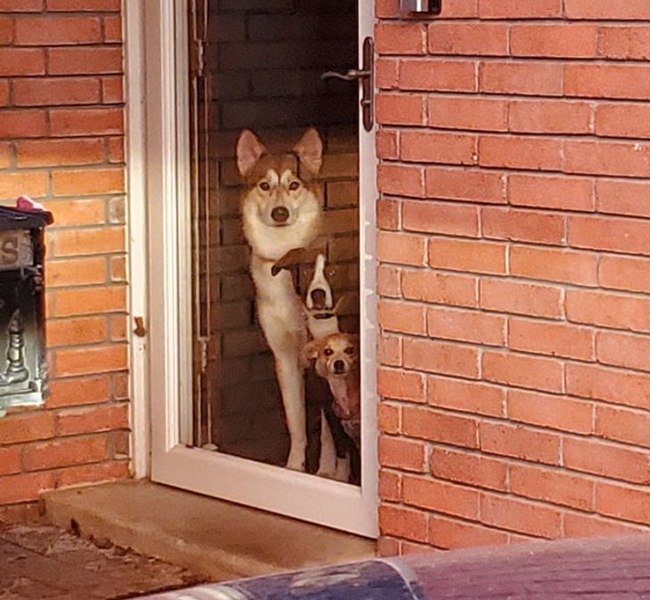 Три собаки выстроились по росту и смотрят сквозь стеклянную дверь