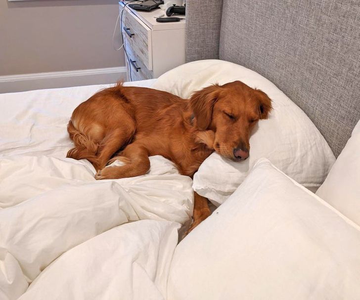 Золотистый ретривер сладко спит, уткнувшись в подушки на кровати
