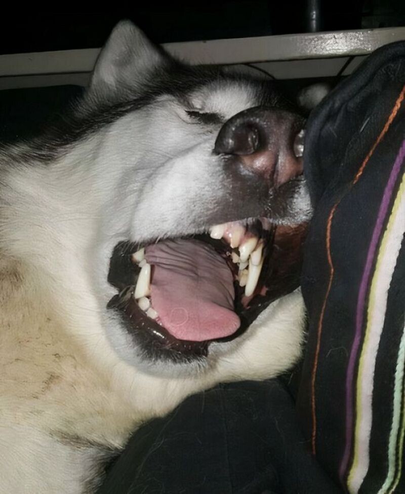 Большой пёс спит с открытым ртом &mdash; крупный план морды