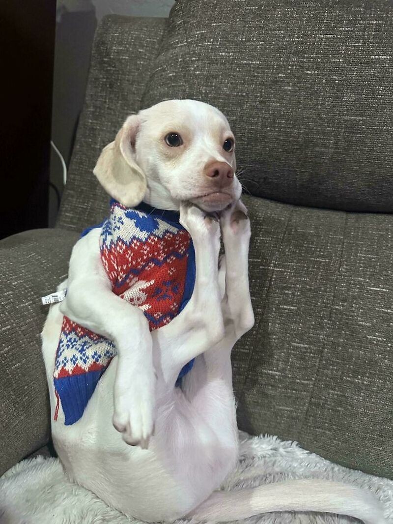 Щенок в необычной позе лежит на спине на диване, подложив задние лапы под подбородок