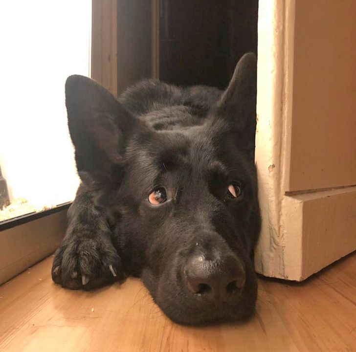 Пёс сидит и смотрит в камеру с хитрой мордой