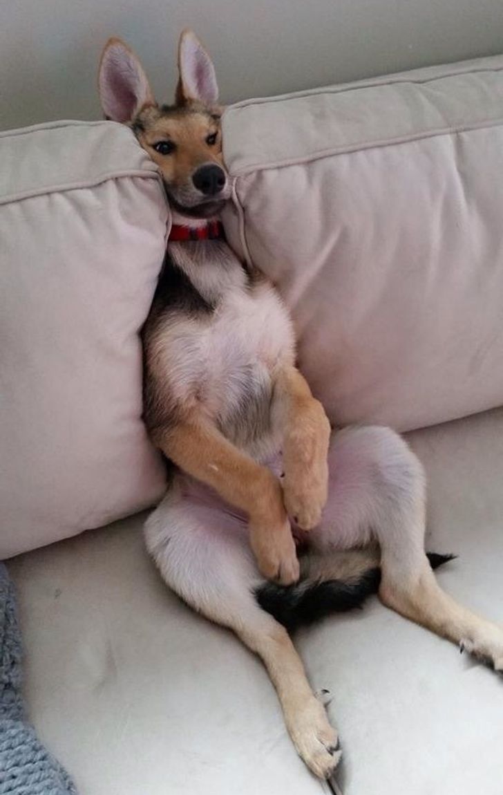 Щенок немецкой овчарки лежит на спине на диване, уши как у зайца