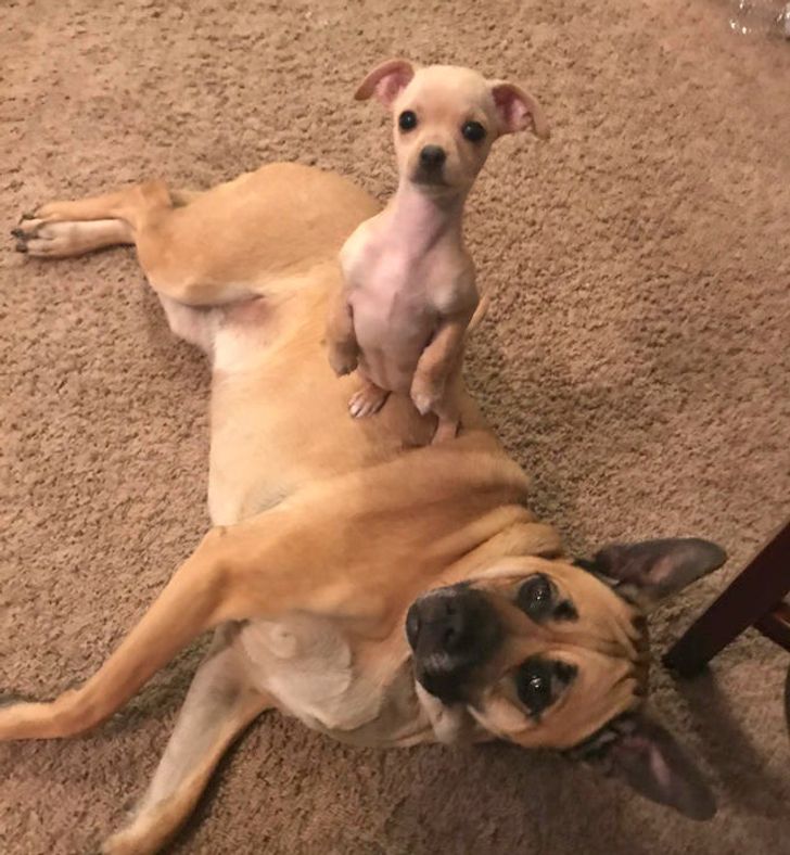 Большой пёс лежит на боку, на нём стоит на задних лапках маленький щенок