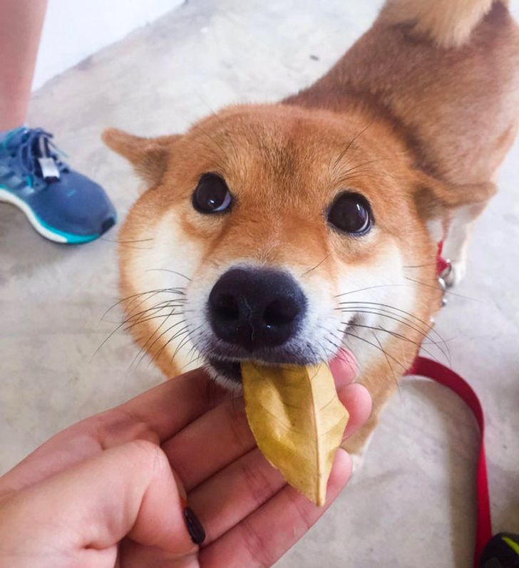 Сиба-ину держит во рту осенний жёлтый лист, смотрит гордо