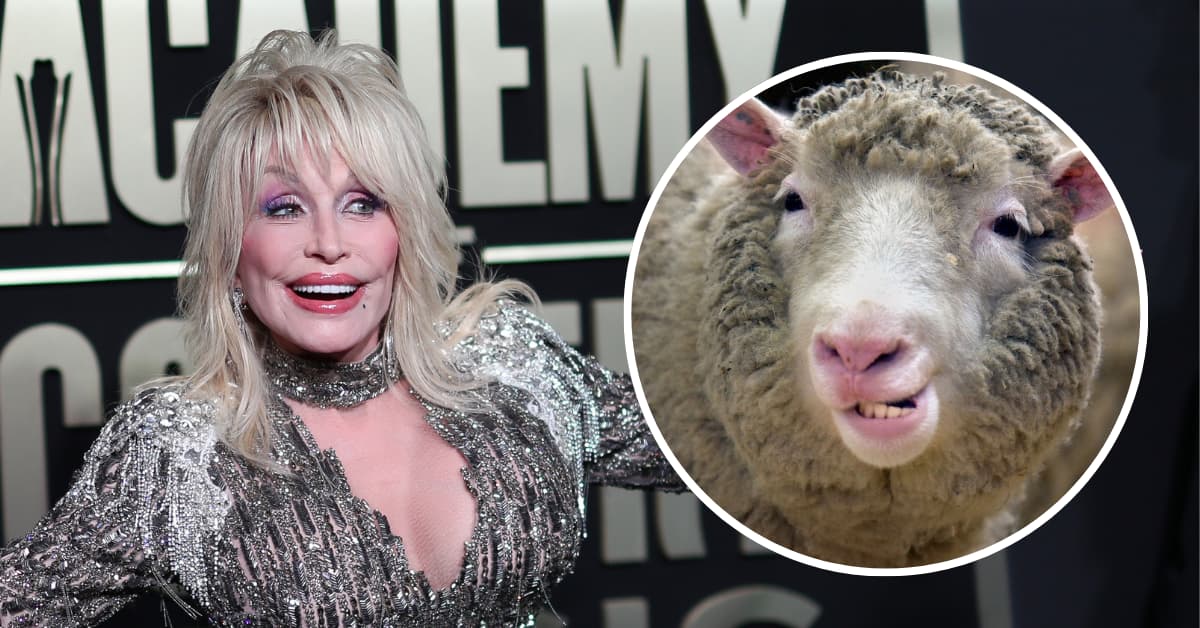 Коллаж: знаменитая овечка Долли и певица Долли Партон, в честь которой её назвали