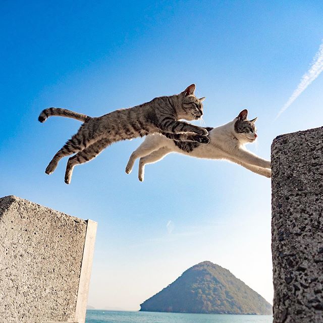 Две кошки синхронно прыгают с блока на блок на острове Аосима