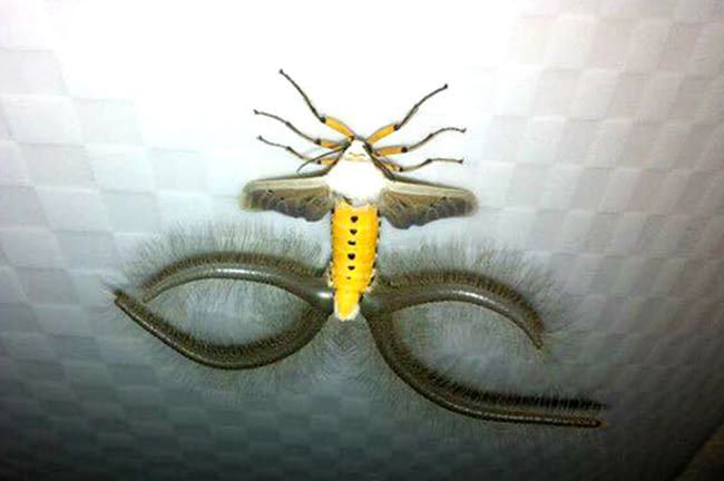 Креатонотос гандис моль Бафомета крупным планом