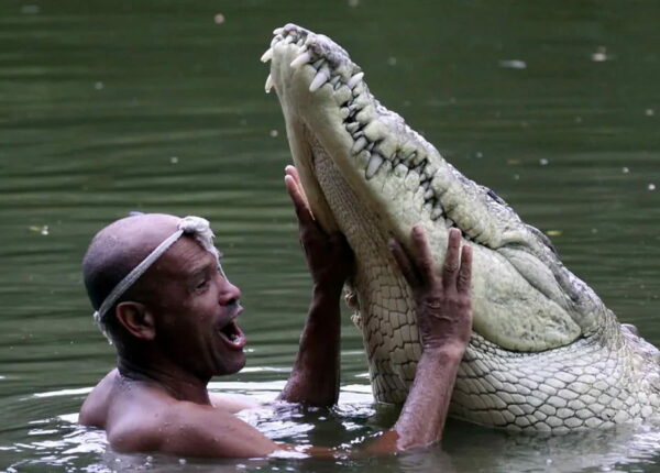Крокодил Почо, который 22 года дружил с человеком и спал у него на веранде