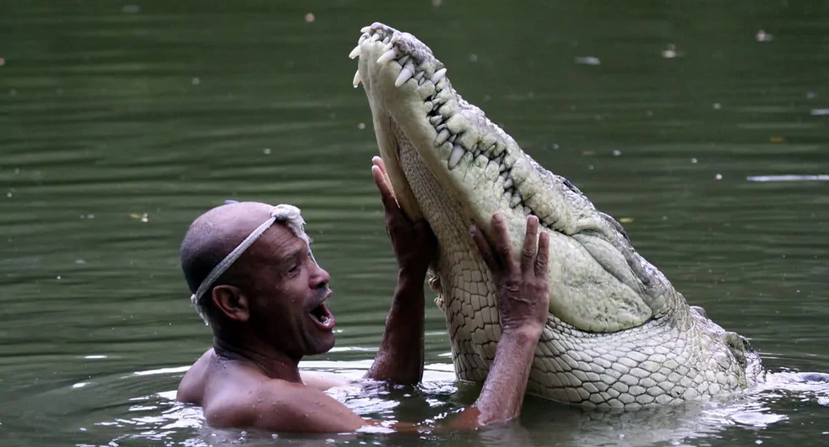 Гилберто Шедден Чито держит острорылого крокодила Почо за морду в воде Коста-Рика