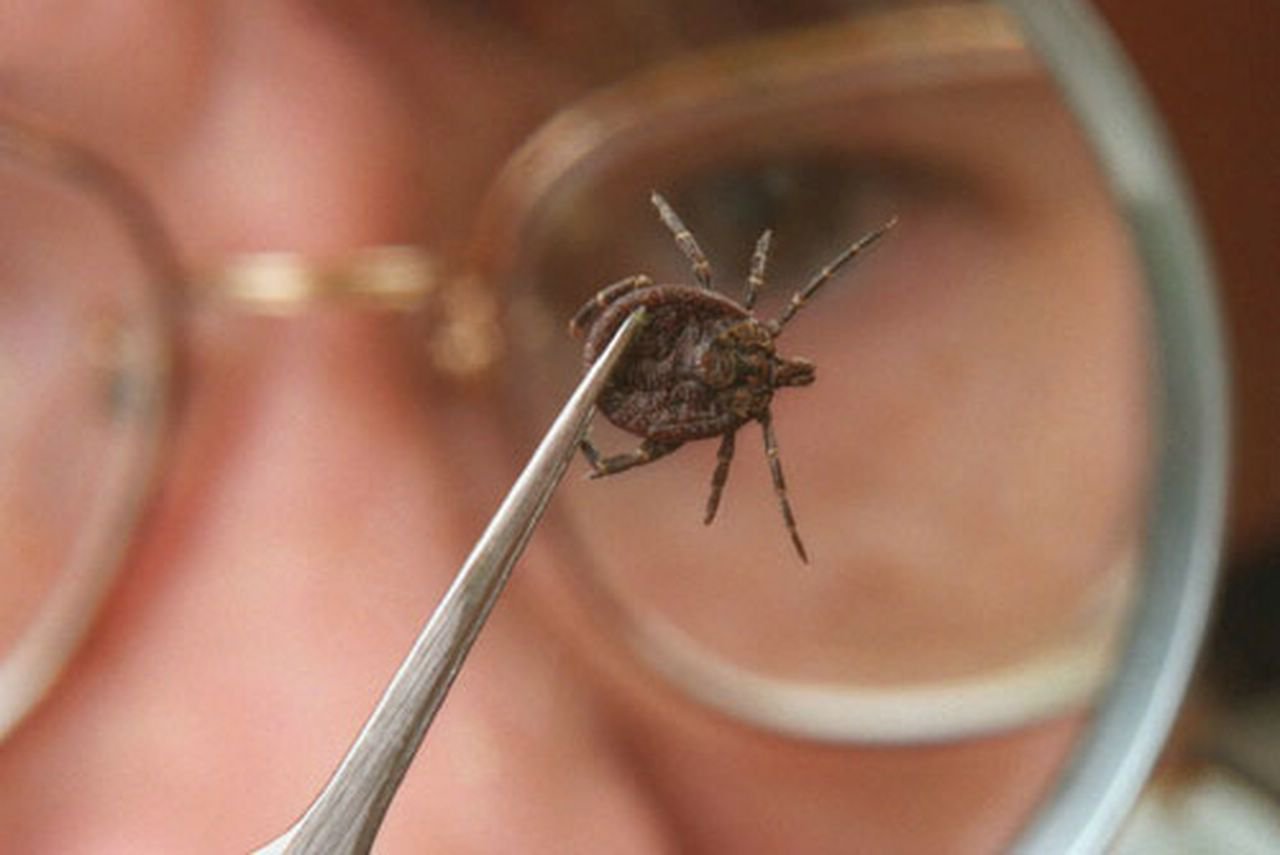 Исследователь в очках изучает клеща через увеличительное стекло