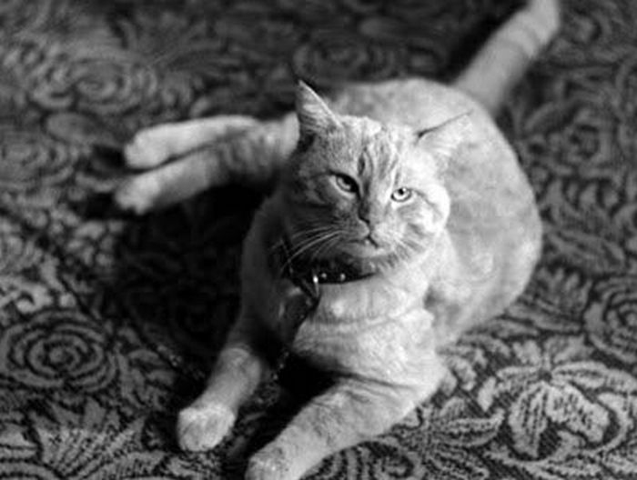 Рыжий кот Оранджи со шрамами — будущая звезда Голливуда