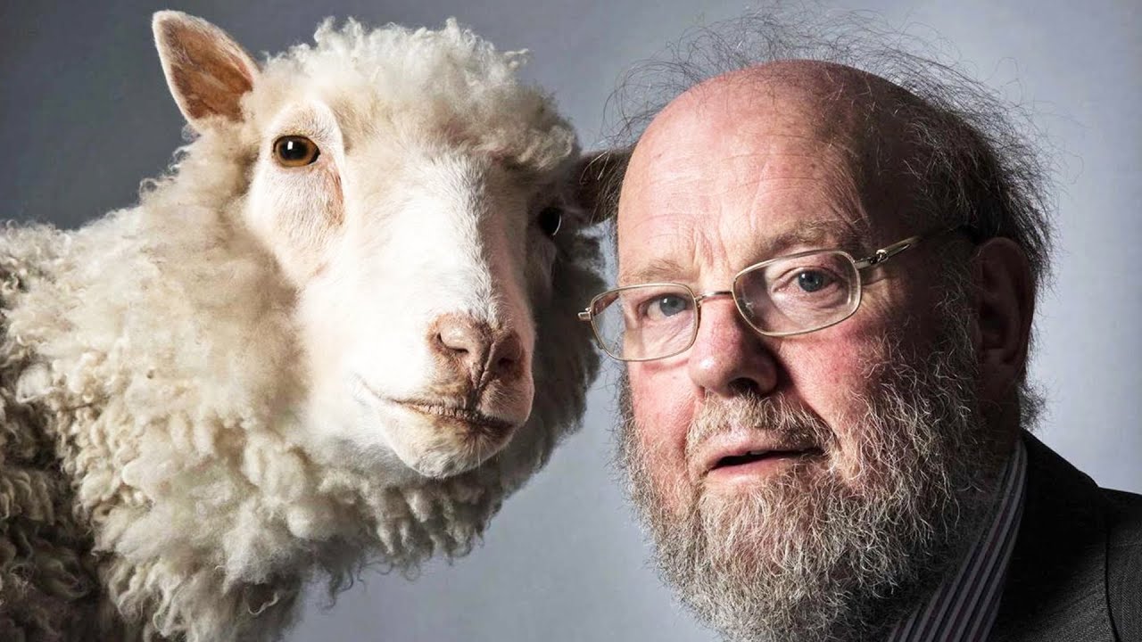 У клона овечки Долли тоже есть клоны: как живут «Ноттингемские Долли» и почему они здоровее оригинала