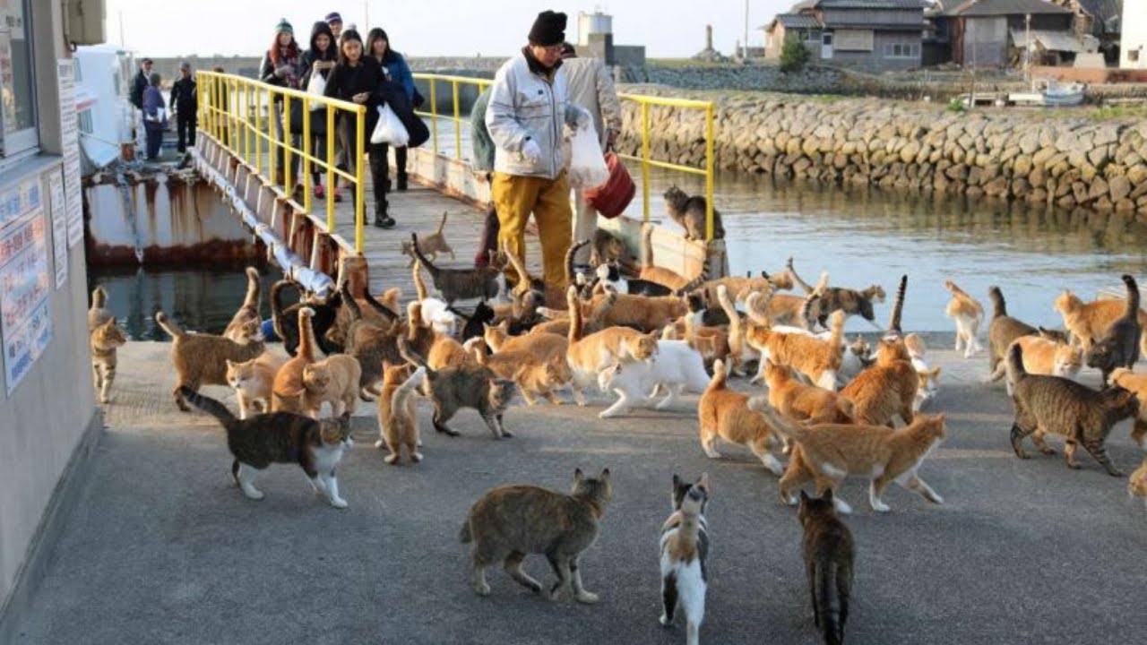 Кошки острова Аосима в префектуре Эхиме &mdash; кошачий остров Японии, где коты в десятки раз больше числа людей