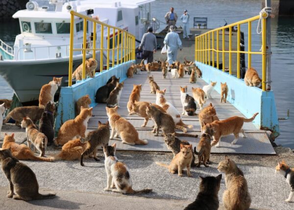Остров, где кошек в 20 раз больше, чем людей: как Аосима стала кошачьим раем, который скоро исчезнет