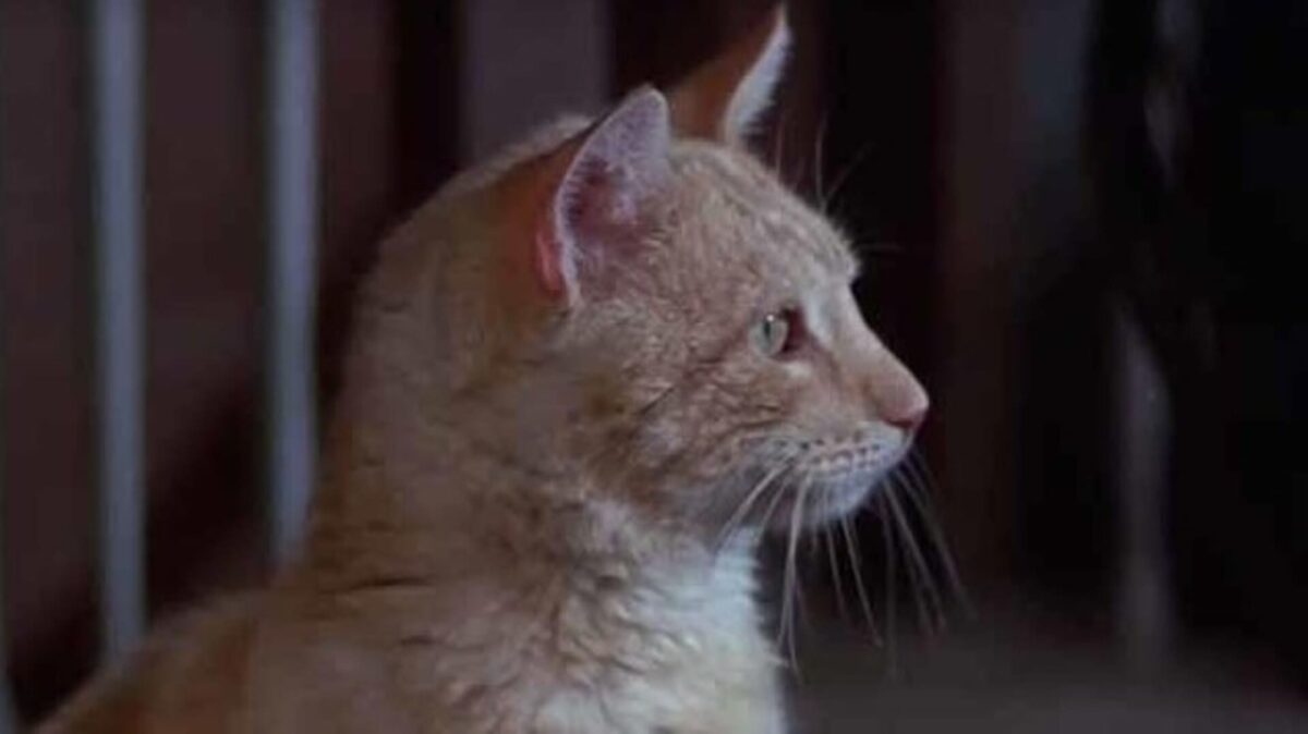 Портретное фото кота Оранджи — легенды Голливуда