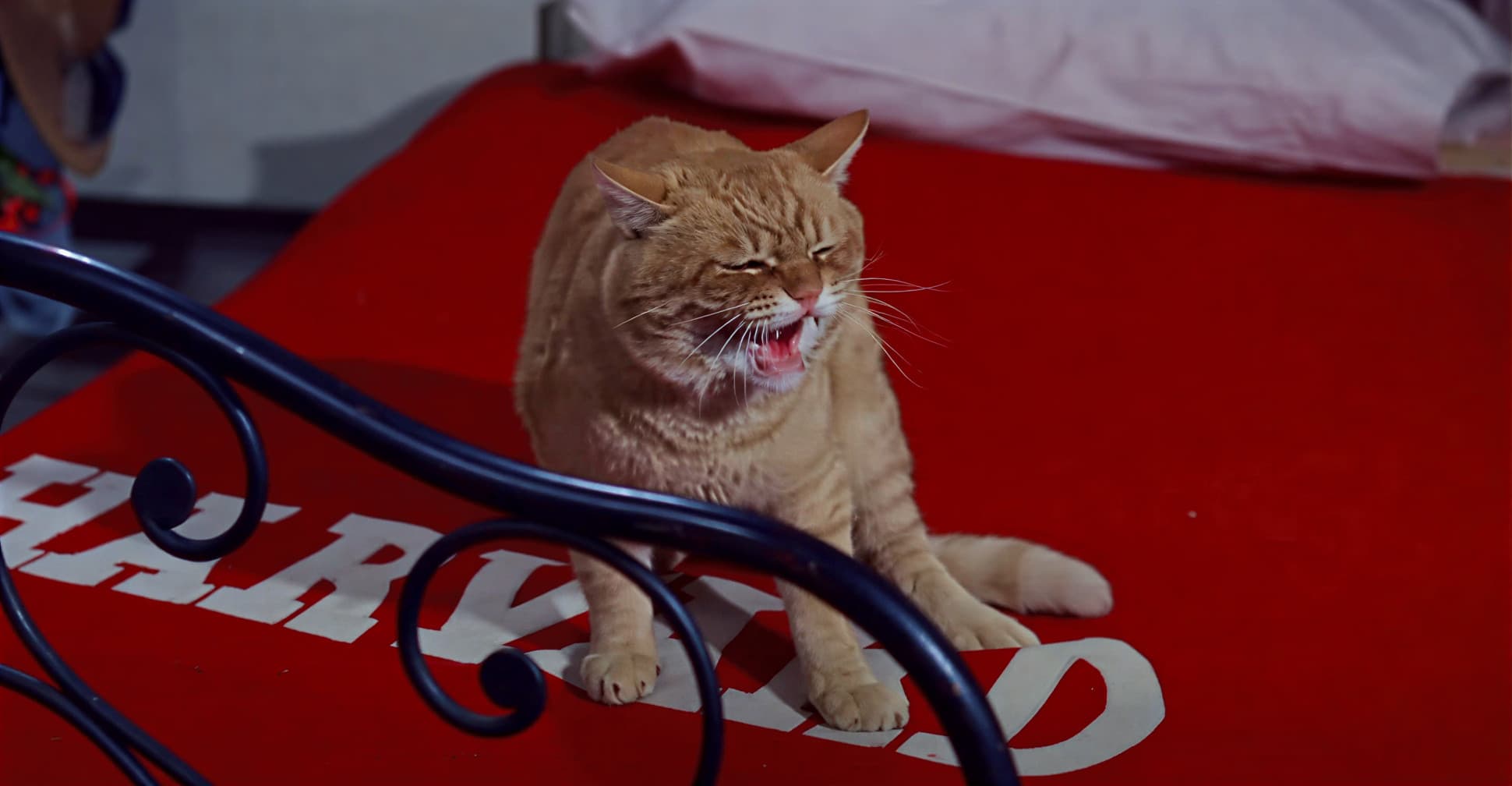 Цветное фото мяукающего кота Оранджи на съёмочной площадке