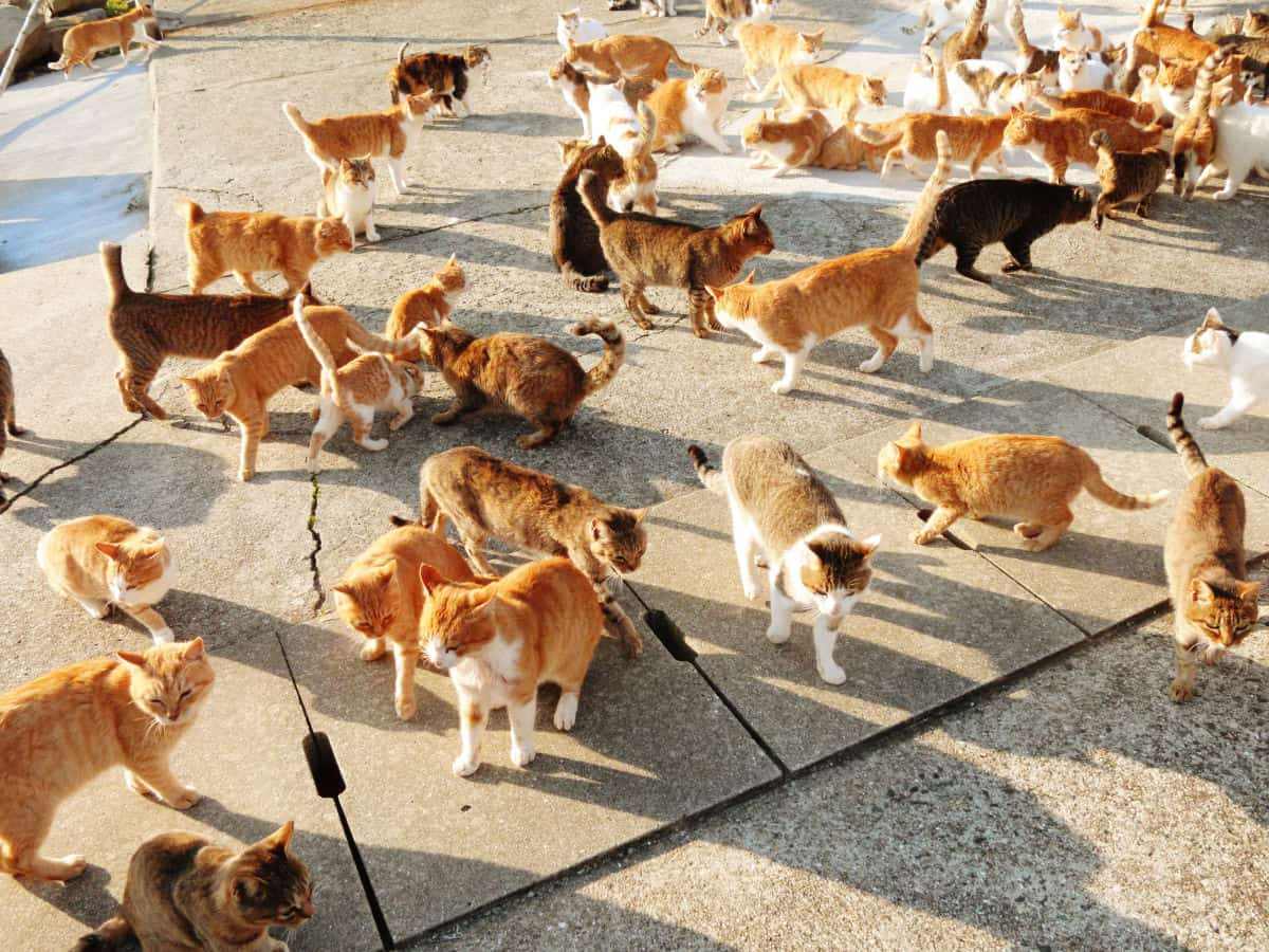 Многочисленные кошки на улицах острова Аосима, нэко-но-сима Япония 2018