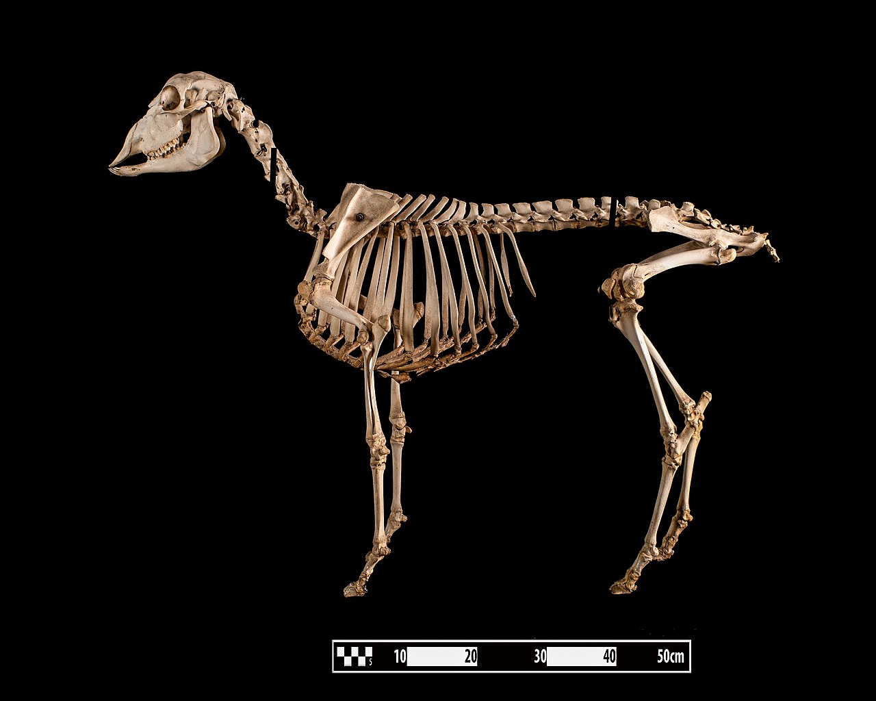 Рентгеновский снимок скелета овцы, использовавшийся для сравнения при исследовании клонов