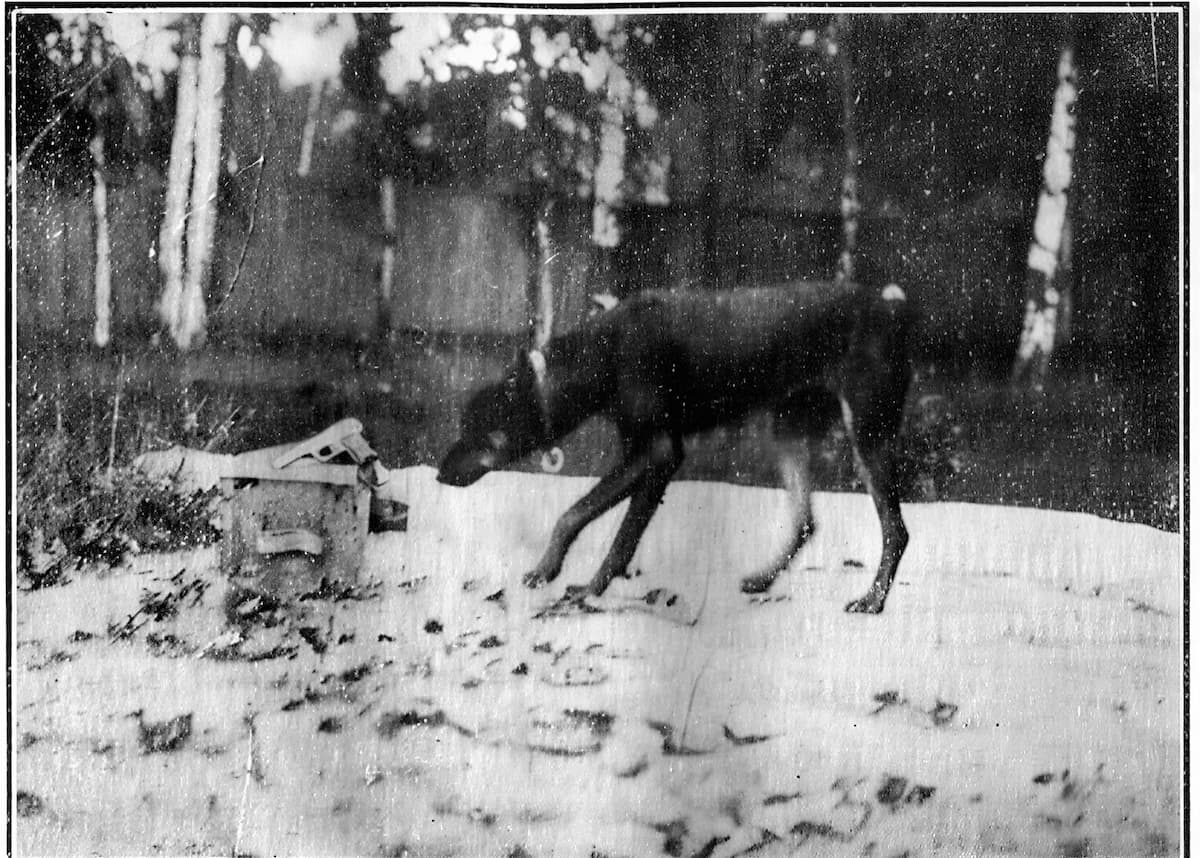 Доберман Треф первая собака-сыщик получившая диплом в царской России