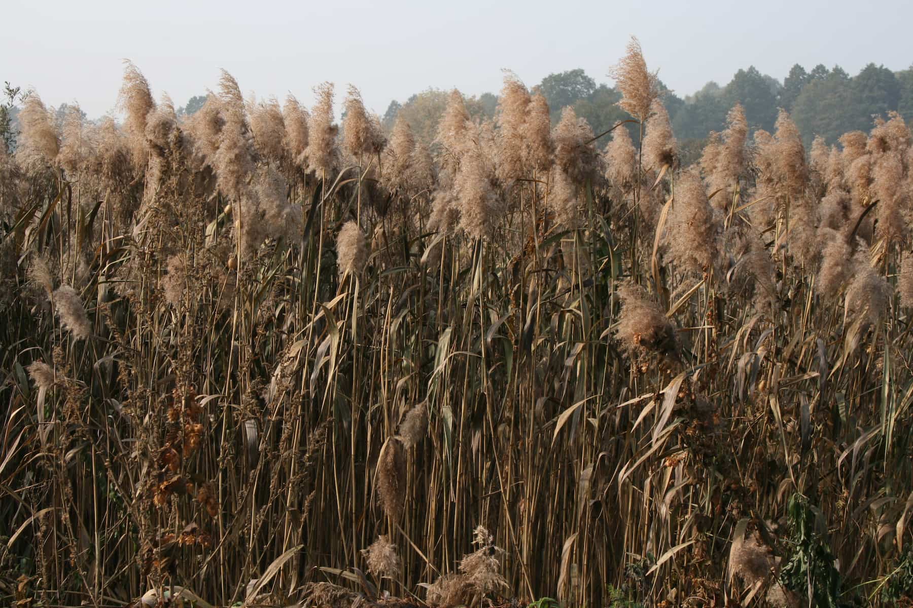 Тростник в дикой природе Британии &mdash; сырьё для средневековых светильников