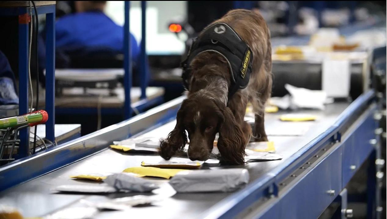 Служебный спаниель обнюхивает посылки на таможне в поисках запрещённых веществ