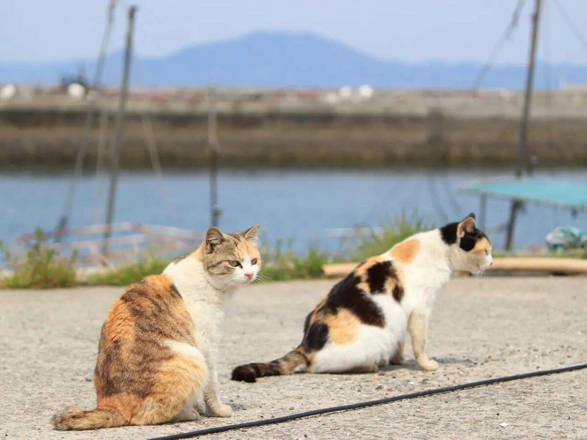 Две кошки сидят в порту острова Аосима на фоне Японского моря