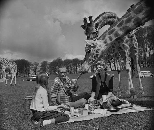 Лорд Генри Тинн в сафари-парке Лонглит кормит жирафа, продолжая семейную традицию экзотических животных