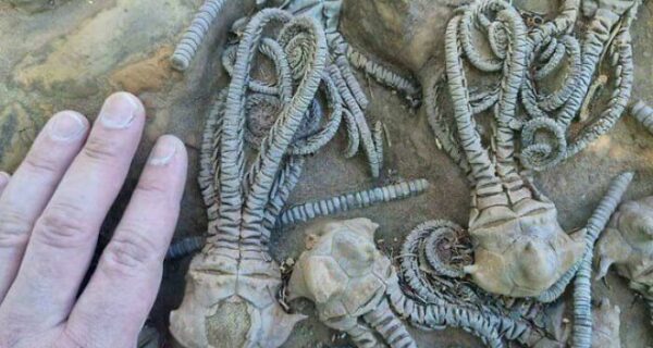 22 странных фото, которые взорвут ваш мозг