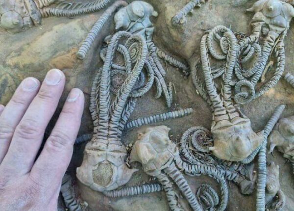 22 странных фото, которые взорвут ваш мозг