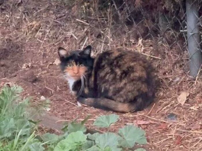 Трёхцветная кошка с лицом, подозрительно похожим на человеческое