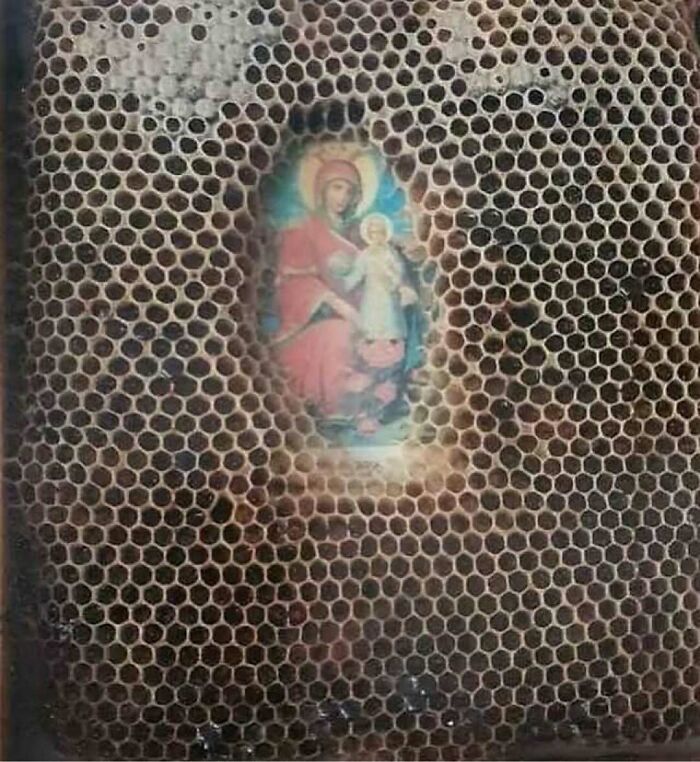 Пчелиные соты, выстроенные вокруг православной иконы — лик святого остался незакрытым воском