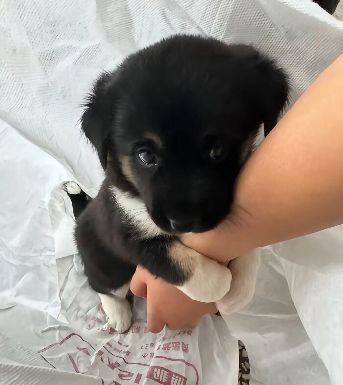 Маленький чёрно-белый щенок держится за руку человека