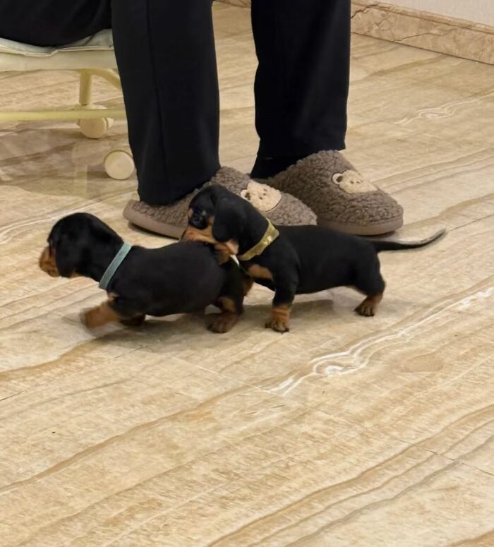 Два крошечные такса щенка бегут рядом у ног в тапочках