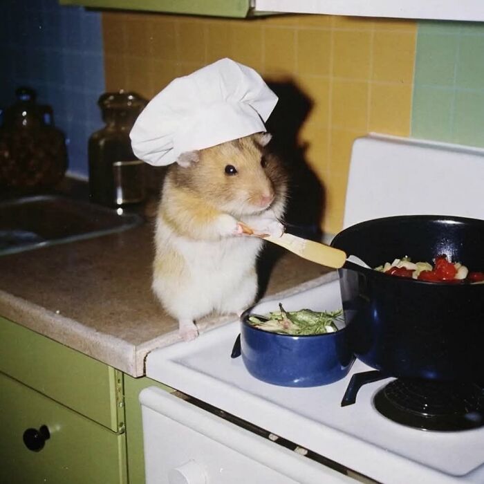 Хомяк в белом колпаке шеф-повара мешает еду в кастрюле