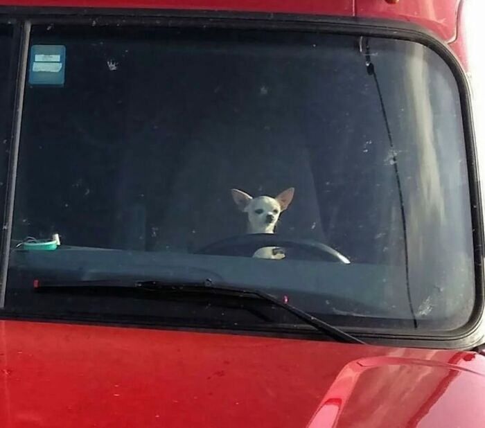 Белая чихуахуа выглядывает из кабины грузовика за рулём