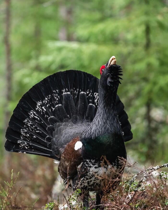 Тетерев-токовик распустил веер хвоста и кричит в лесу