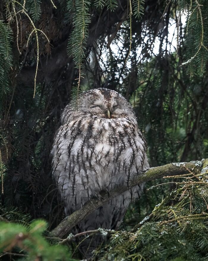 Сова-неясыть сидит на ветке ели, закрыв глаза снегом