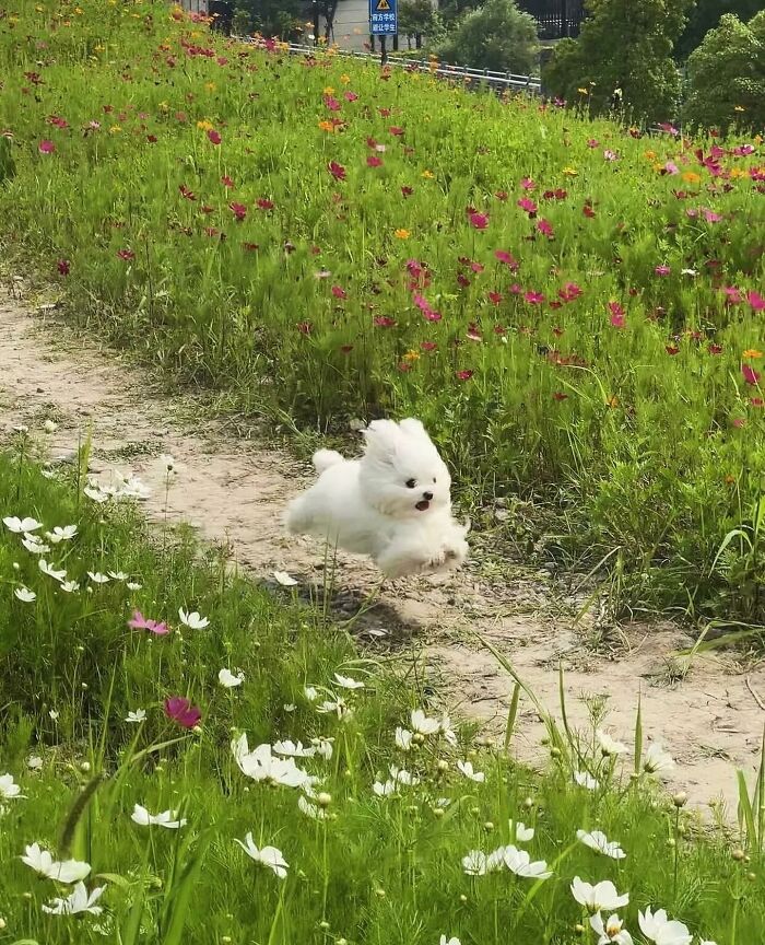 Белый пушистый померанский шпиц бежит по тропинке среди цветов