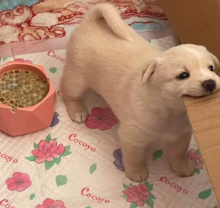 Маленький белый щенок стоит на коврике и держит во рту картонную коробку