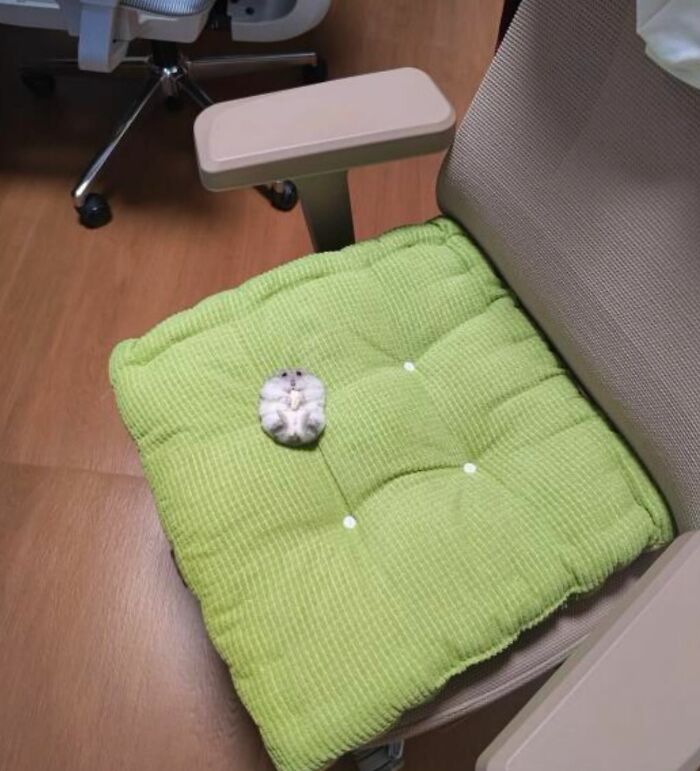 Крошечный серый хомяк лежит на животе на зелёной подушке офисного кресла