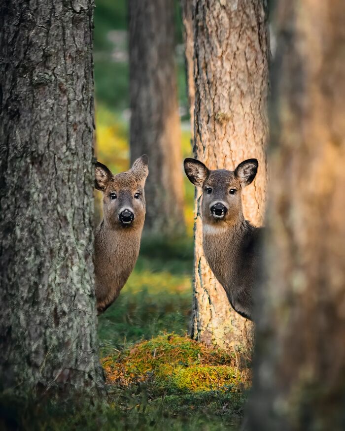 Два косули выглядывают из-за стволов сосен в лесу